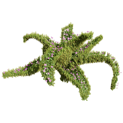 Oxalis corymbosa开满红色花朵的酢浆草 植物景观3D模型（OBJ,FBX,MAX）