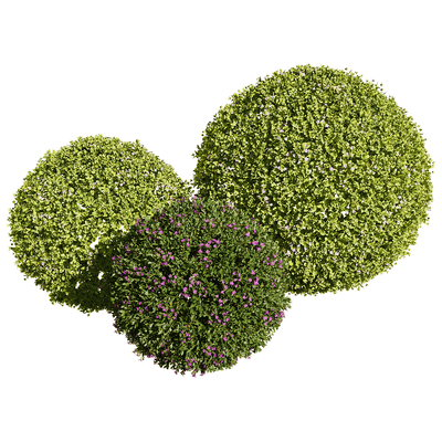 Bacopa diffusa开花的球形百可花植物景观3D模型（OBJ,FBX,MAX）