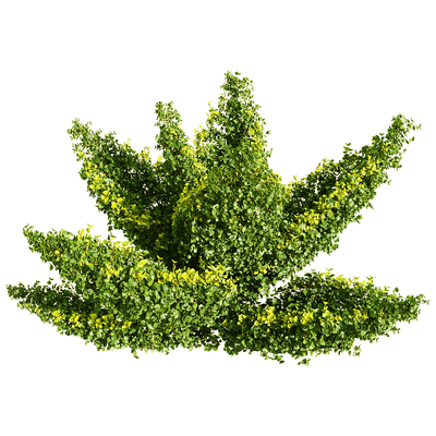 Muehlenbeckia complexa千叶兰植物3D模型（OBJ,FBX,MAX）