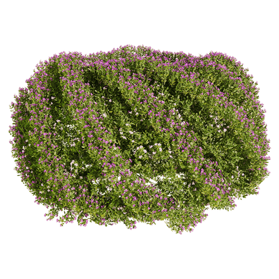 开满花朵的萼距花 紫花满天星植物景观3D模型（OBJ,FBX,MAX）