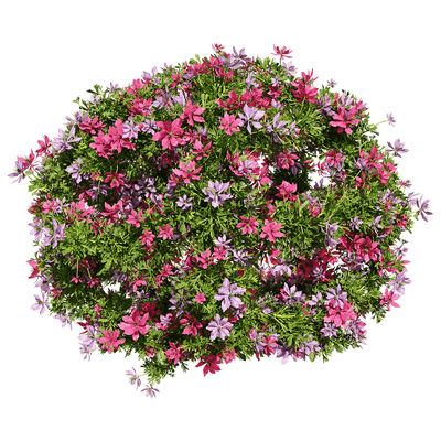 开满花朵的球形黑种草植物景观3D模型（OBJ,FBX,MAX）