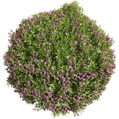 开满花朵的圆形Viola tricolor三色堇植物景观3D模型（OBJ,FBX,MAX）