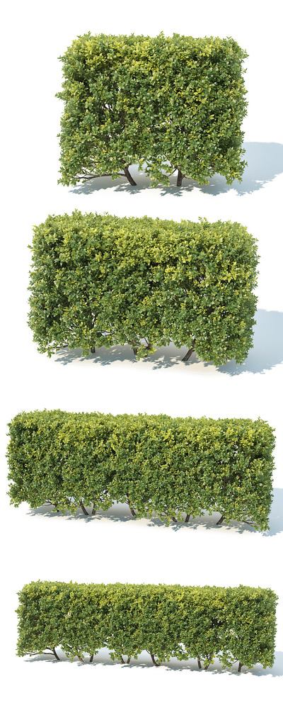 Buxus Sempervirens黄杨绿植树篱3D模型（OBJ,MAX）