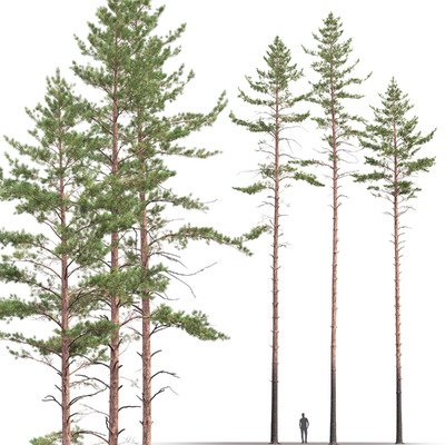 22-25.5m高的松树3D模型（FBX,MAX）