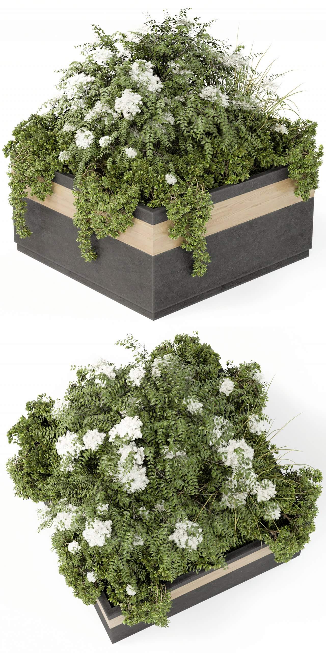 户外方形花坛 开白色花朵的户外植物景观3D模型（MAX）