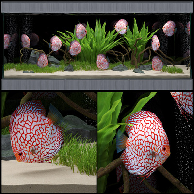 包含水草和景观石的鱼缸 水族箱3D模型（FBX,MAX）