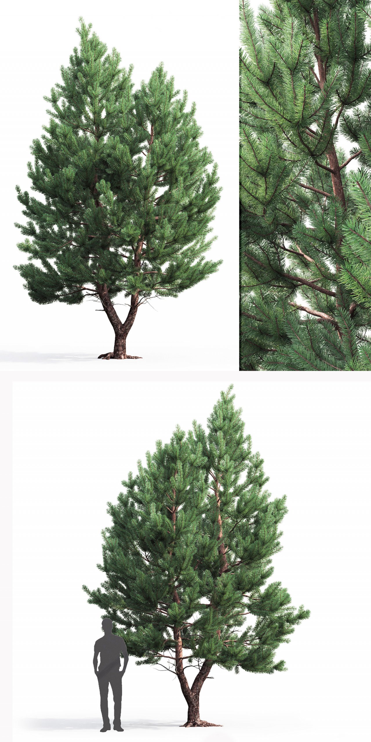 一棵5.8米高的Pinus Sylvestris欧洲赤松树 樟子松树3D模型（FBX,MAX）