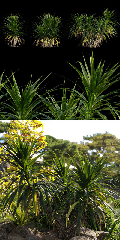 Pandanus Amaryllifolius香露兜 香兰叶 班兰叶植物3D模型（OBJ,FBX,MAX）