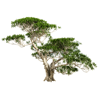 一棵雅榕树3D模型（OBJ,FBX,MAX）