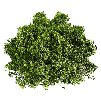 雅榕绿植灌木3D模型（OBJ,FBX,MAX）