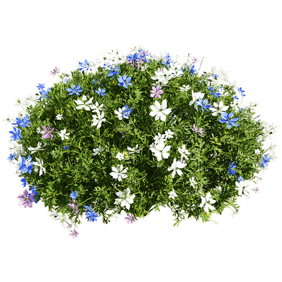 开满花朵的黑种草植物景观3D模型（OBJ,FBX,MAX）