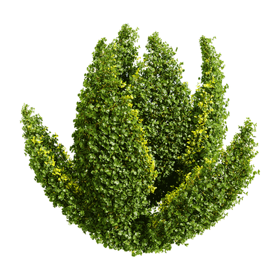 千叶兰植物景观3D模型（OBJ,FBX,MAX）