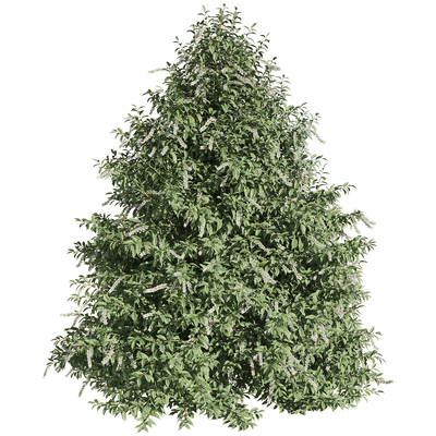 开花的葡萄牙桂樱树3D模型（OBJ,FBX,MAX）
