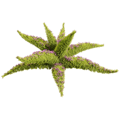 开紫色小花的垂盆草植物景观3D模型（OBJ,FBX,MAX）
