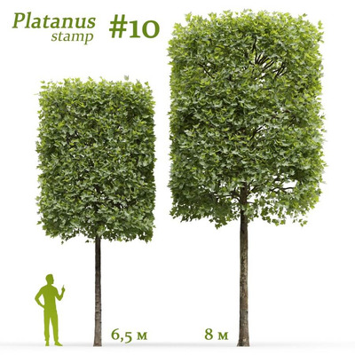 修剪成圆柱形的悬铃木 法国梧桐树3D模型（FBX,MAX）
