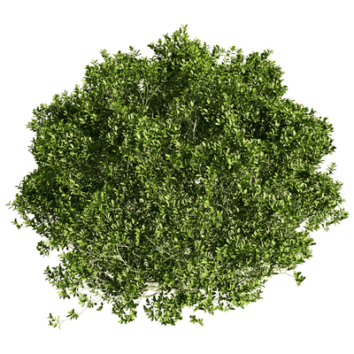 雅榕绿植灌木3D模型（OBJ,FBX,MAX）