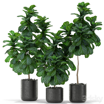 榕树盆景组合3D模型（FBX,MAX）