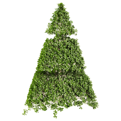 小叶女贞绿植景观树3D模型（OBJ,FBX,MAX）