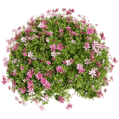 开满花朵的球形黑种草植物景观3D模型（OBJ,FBX,MAX）