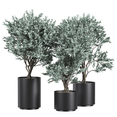 黑色花盆中的绿植树盆栽 盆景3D模型（OBJ,MAX）