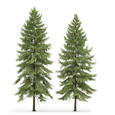 两棵云杉树3D模型（OBJ,MAX）