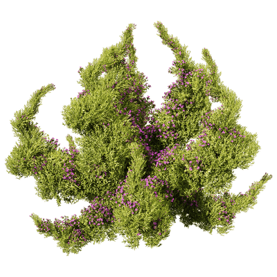 开紫色小花的垂盆草植物景观3D模型（OBJ,FBX,MAX）