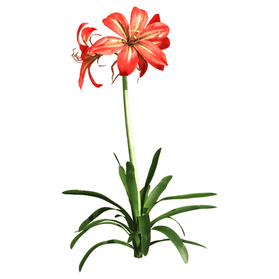 朱顶红植物3D模型（OBJ,FBX,MAX）