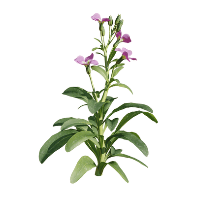 开花的紫罗兰植物3D模型（OBJ,FBX,MAX）