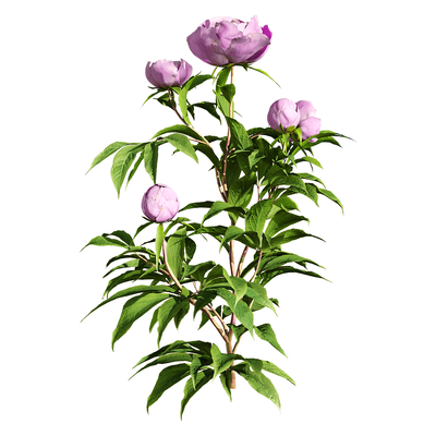 开粉紫色花的芍药3D模型（OBJ,FBX,MAX）