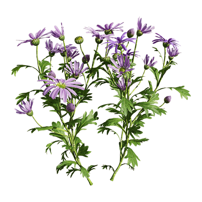 开紫色花朵的姬小菊植物3D模型（OBJ,FBX,MAX）