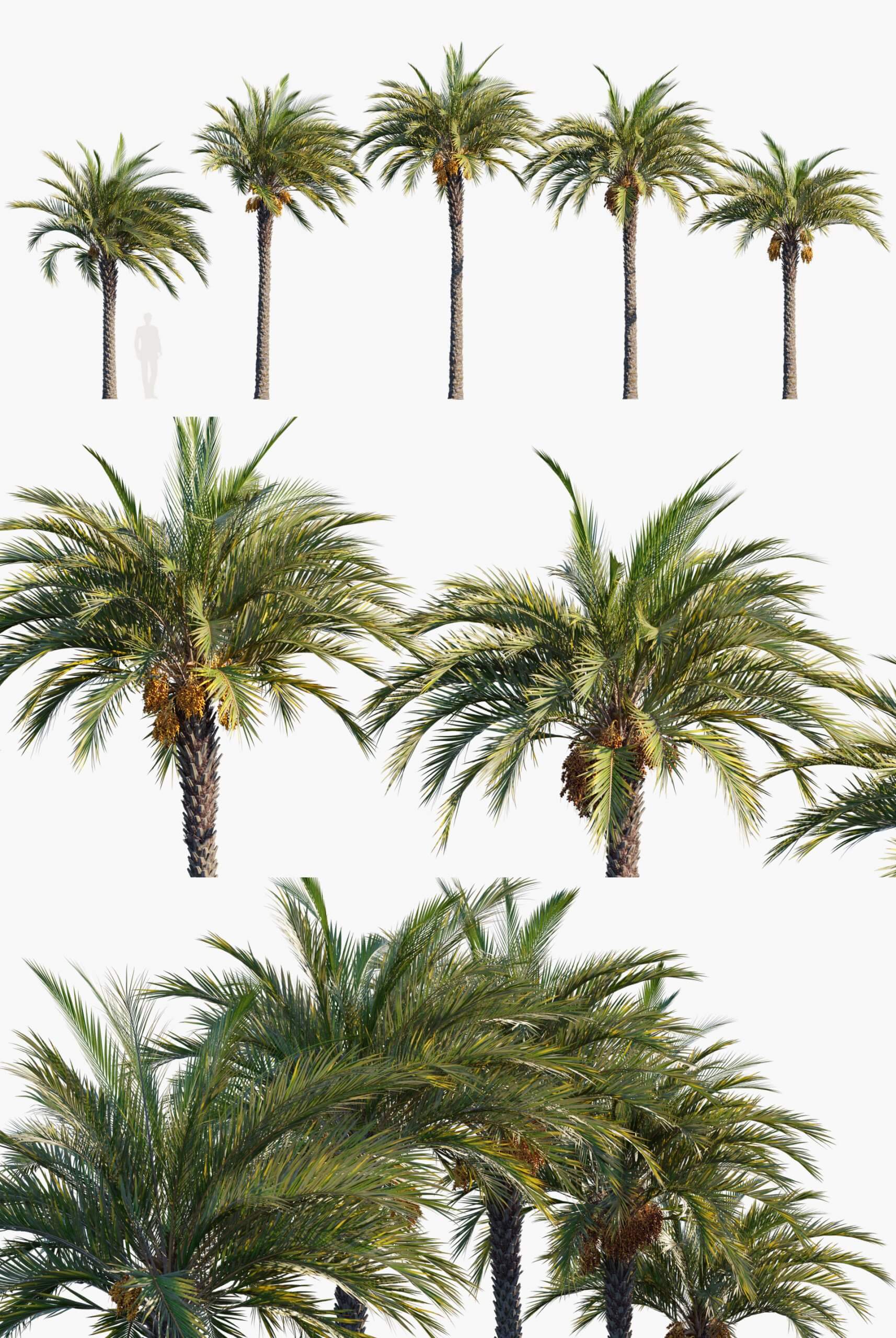 5棵海枣树3D模型（MAX）