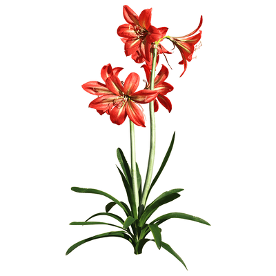 开花的朱顶红3D模型（OBJ,FBX,MAX）