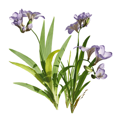 开紫色花朵的香雪兰 小苍兰植物3D模型（OBJ,FBX,MAX）