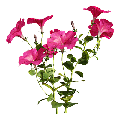 开粉紫色花朵的矮牵牛植物3D模型（OBJ,FBX,MAX）