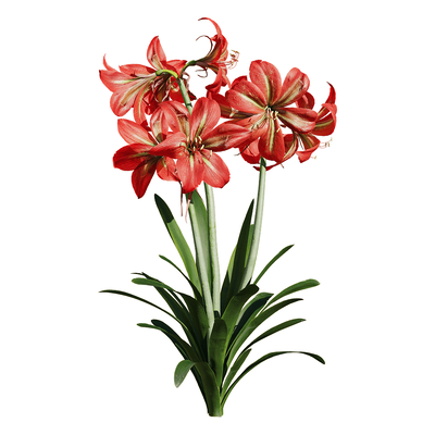 开花的朱顶红植物3D模型（OBJ,FBX,MAX）