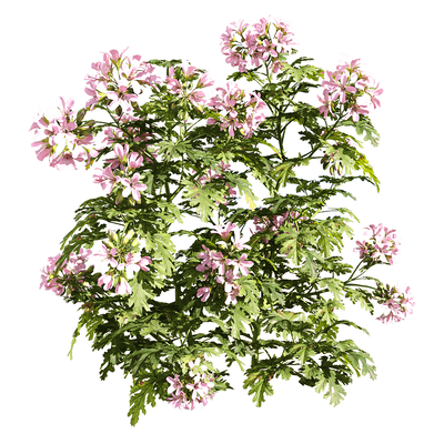 开粉色花朵的天竺葵植物3D模型（OBJ,FBX,MAX）