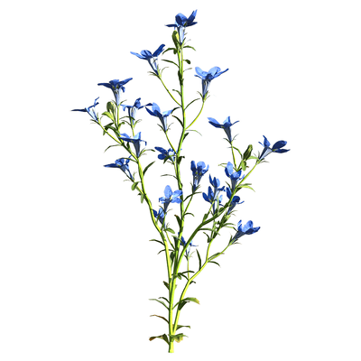 开蓝色花朵的翠蝶花 半边莲植物3D模型（OBJ,FBX,MAX）