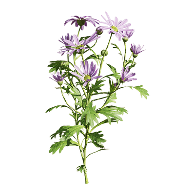 开紫色花朵的姬小菊植物3D模型（OBJ,FBX,MAX）