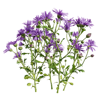 开紫色花朵的姬小菊植物3D模型（OBJ,FBX,MAX）