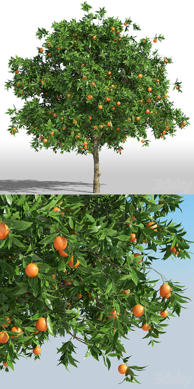 长满果实的桔子树3D模型（FBX,MAX）
