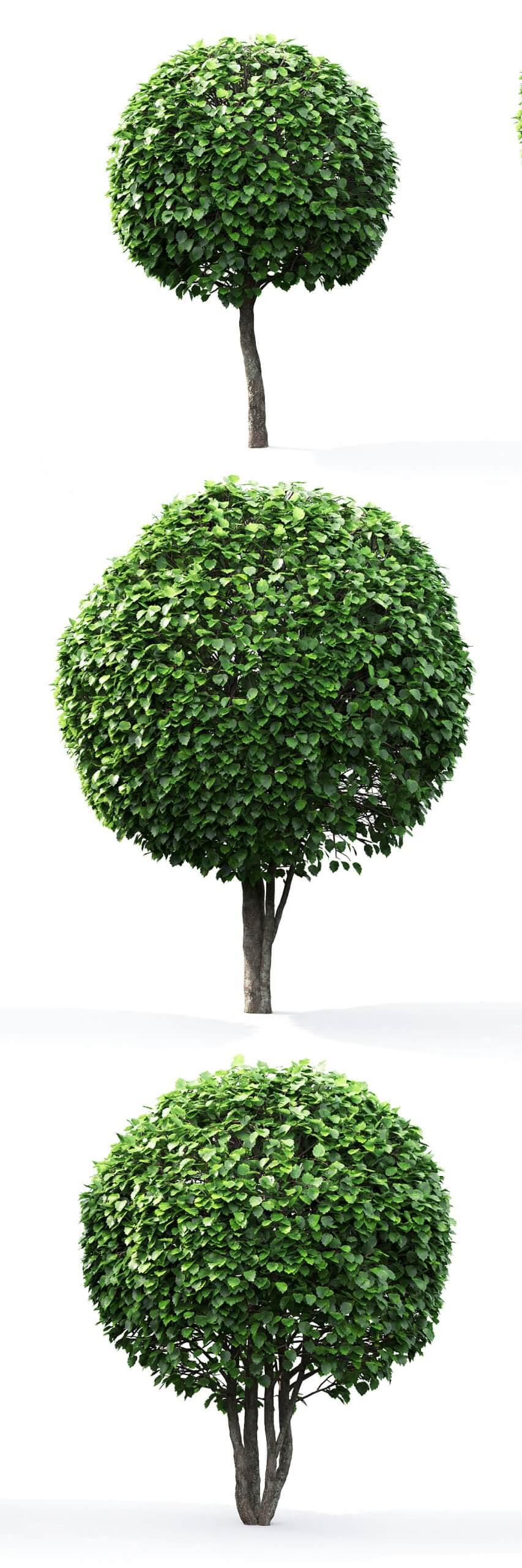 3棵球形山楂树3D模型（FBX,MAX）