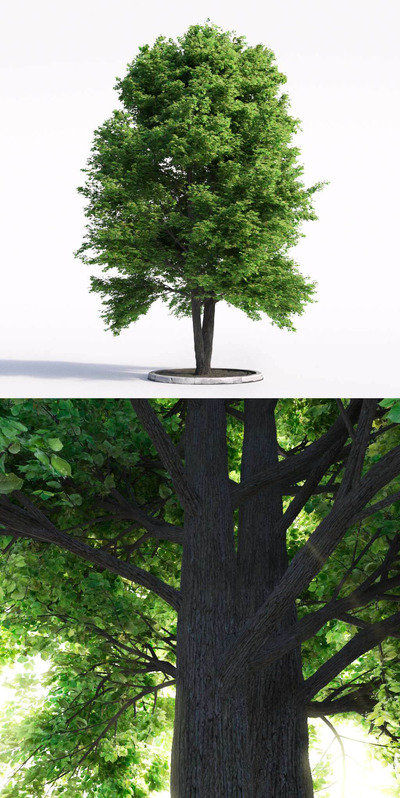 一棵茂盛的椴树 菩提树3D模型（FBX,MAX）