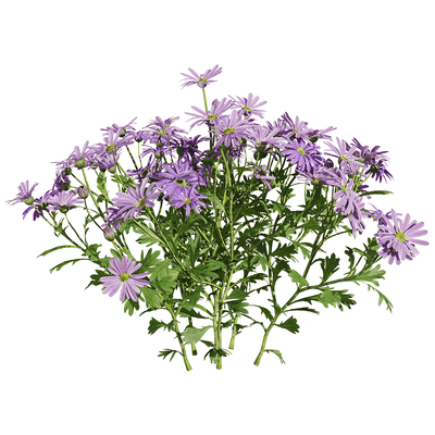 开浅紫色花朵的姬小菊植物3D模型（OBJ,FBX,MAX）