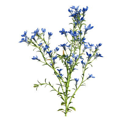 开蓝色花朵的翠蝶花 半边莲植物3D模型（OBJ,FBX,MAX）