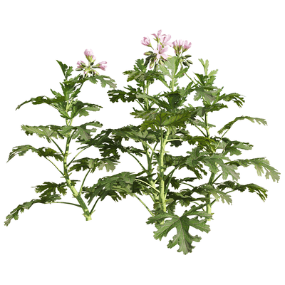 开粉色花朵的香叶天竺葵植物3D模型（OBJ,FBX,MAX）