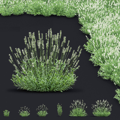 开花的狭叶薰衣草植物 薰衣草花丛3D模型（OBJ,FBX,MAX）