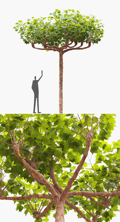 一棵笔直的伦敦梧桐树3D模型（OBJ,MAX）