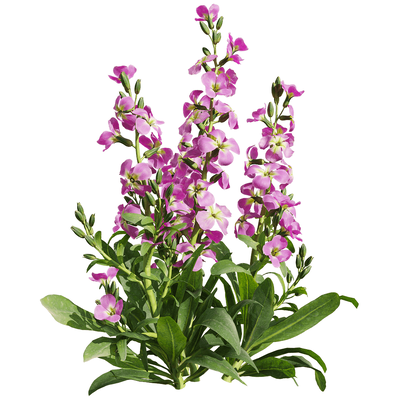 开紫色花朵的紫罗兰植物3D模型（OBJ,FBX,MAX）