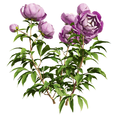 开浅紫色花朵的芍药花植物3D模型（OBJ,FBX,MAX）