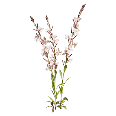 开杏色花朵的山桃草 白蝶花植物3D模型（OBJ,FBX,MAX）